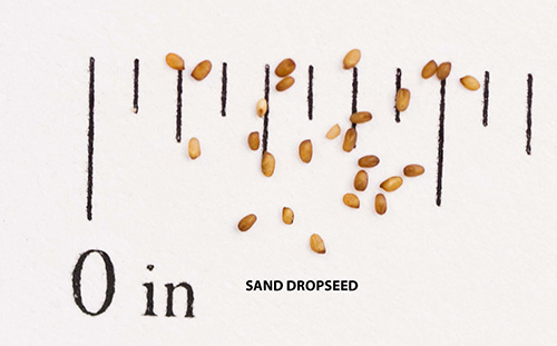 turnerseed: Sand Dropseed - Native